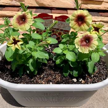 ナフコ サントリーの投稿画像一覧 Greensnap グリーンスナップ