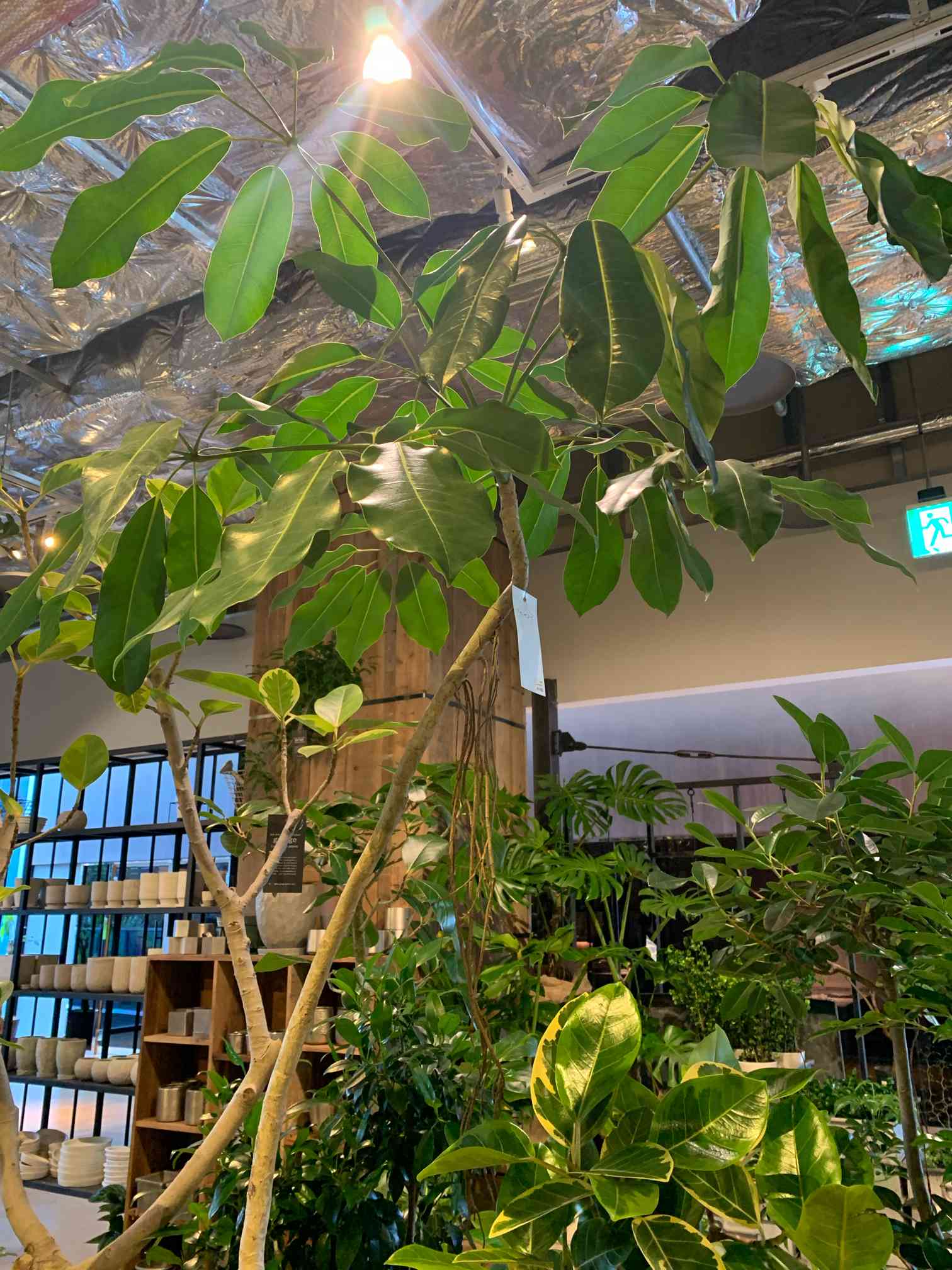 🌱ブラッサイア成長記🌱｜🍀GreenSnap（グリーンスナップ）