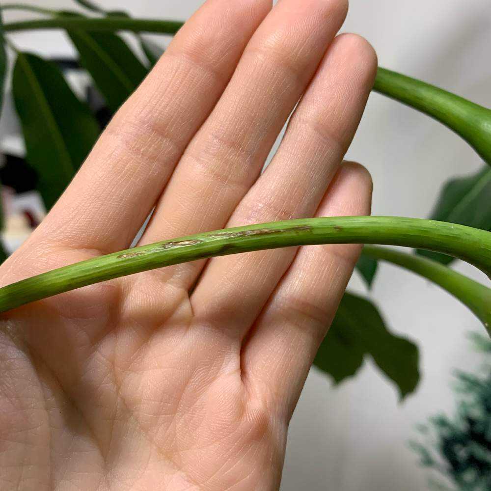 🌱ブラッサイア成長記🌱｜🍀GreenSnap（グリーンスナップ）