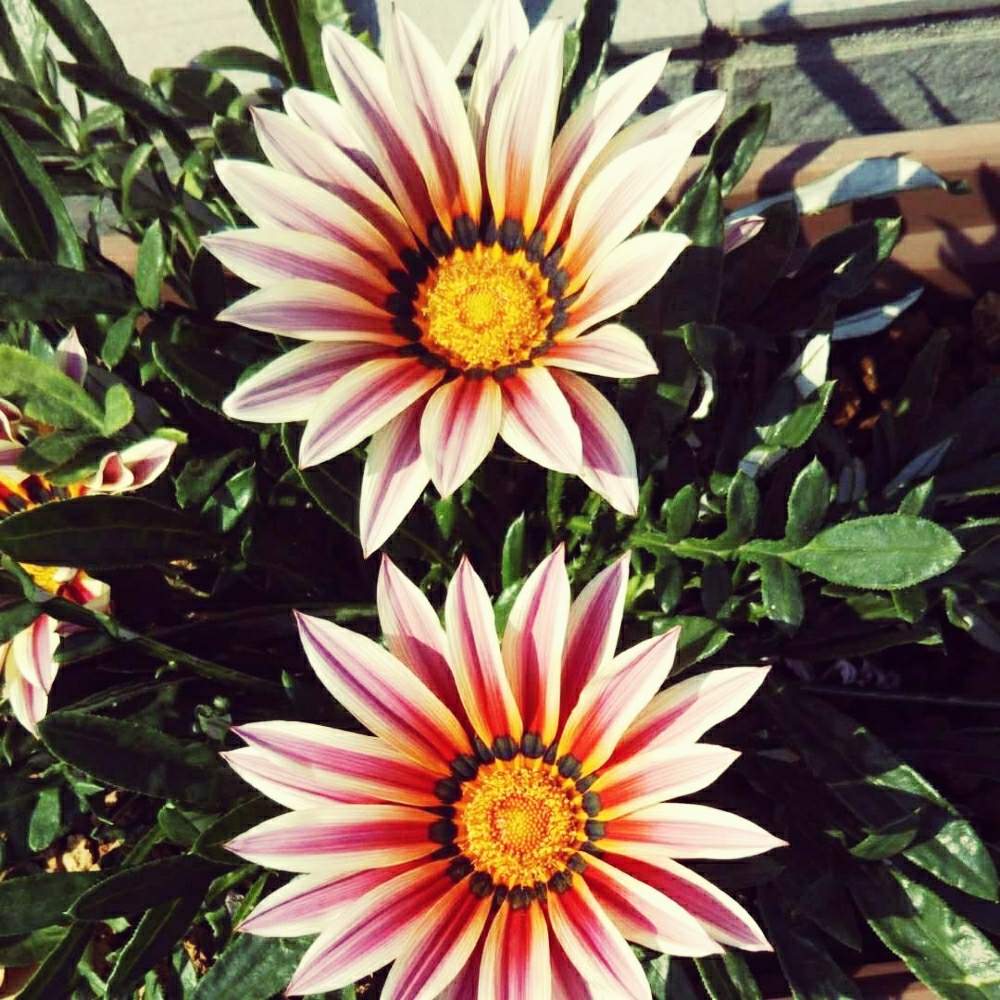 宿根 ガザニアの投稿画像 By ひぺさん 暖色系とおうち園芸と花のある暮らしと風に揺れるよと庭の宿根草とツンツン 月5月28日 Greensnap グリーンスナップ