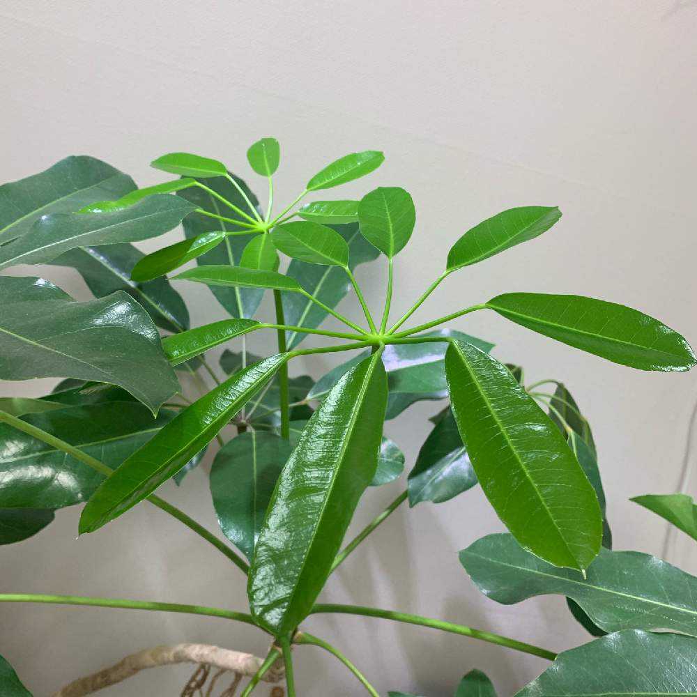 🌱ブラッサイア成長記🌱｜🍀GreenSnap（グリーンスナップ）
