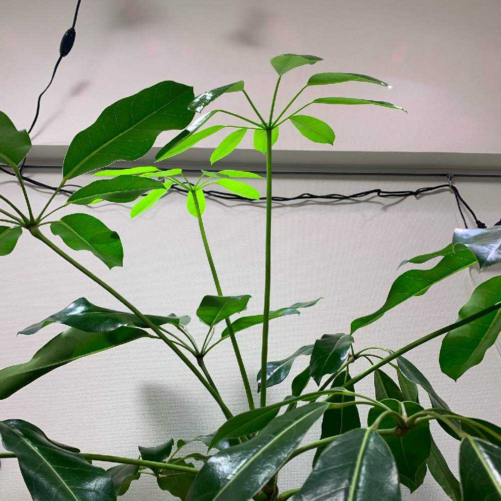 🌱ブラッサイア成長記🌱｜🍀GreenSnap（グリーンスナップ）