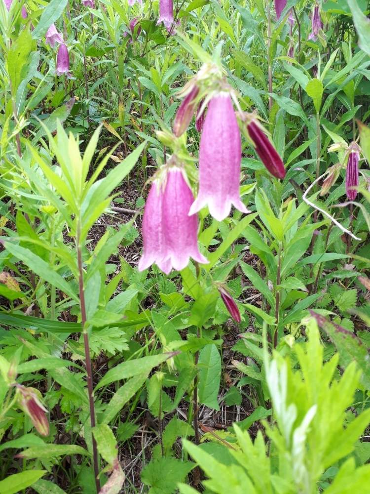 新しいコレクション ホタルブクロ 花が咲かない ホタルブクロ 育て方 花が咲かない