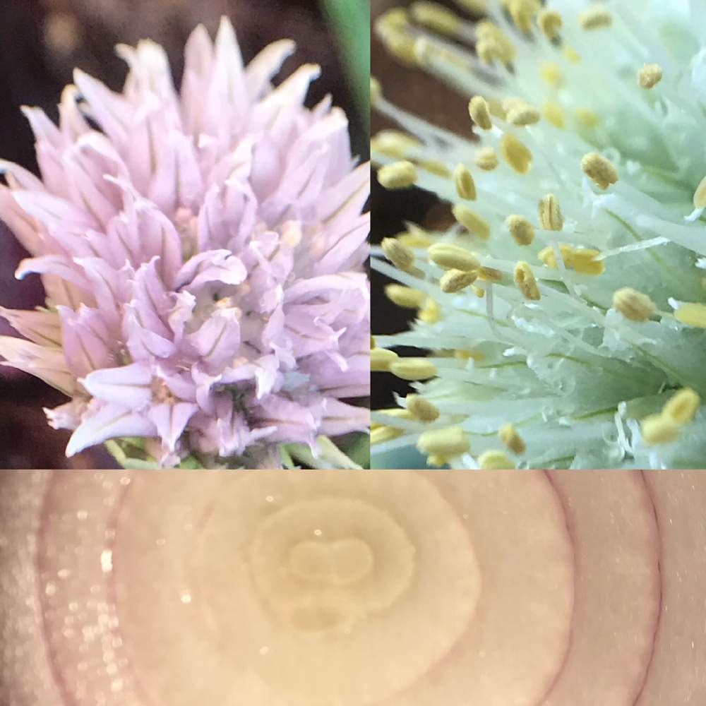 紫タマネギの投稿画像 By Michi さん 葱坊主の花とチャイブの花とハーブのある暮らしとおうちde菜園とミッチの会と楽しい栽培生活 月5月29日 Greensnap グリーンスナップ