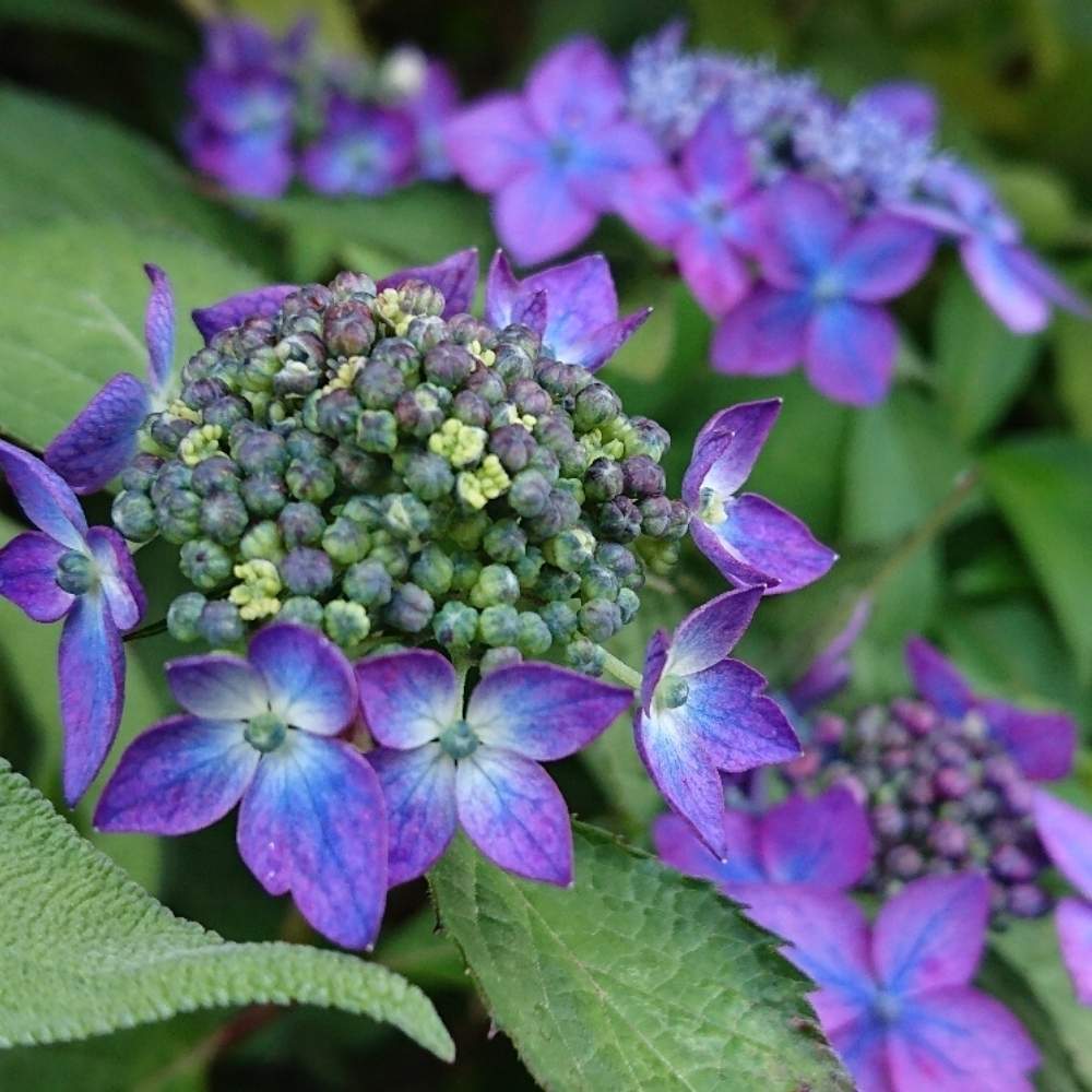 山紫陽花の投稿画像 By Sunny さん 大好きと植中毒と綺麗と花のある暮らしと紫の花とおきにいり 月5月29日 Greensnap グリーンスナップ
