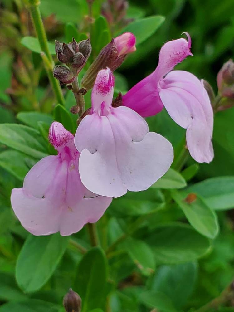 サルビア ミラージュ ソフトピンクの投稿画像 By ゆりさん 畑とピンクの花とサルビア セージとおうち園芸とサルビアミラージュソフトピンクとかわいい花と ピンクの花とサルビア セージとおうち園芸とサルビアミラージュソフトピンクとかわいい花 月5月29日