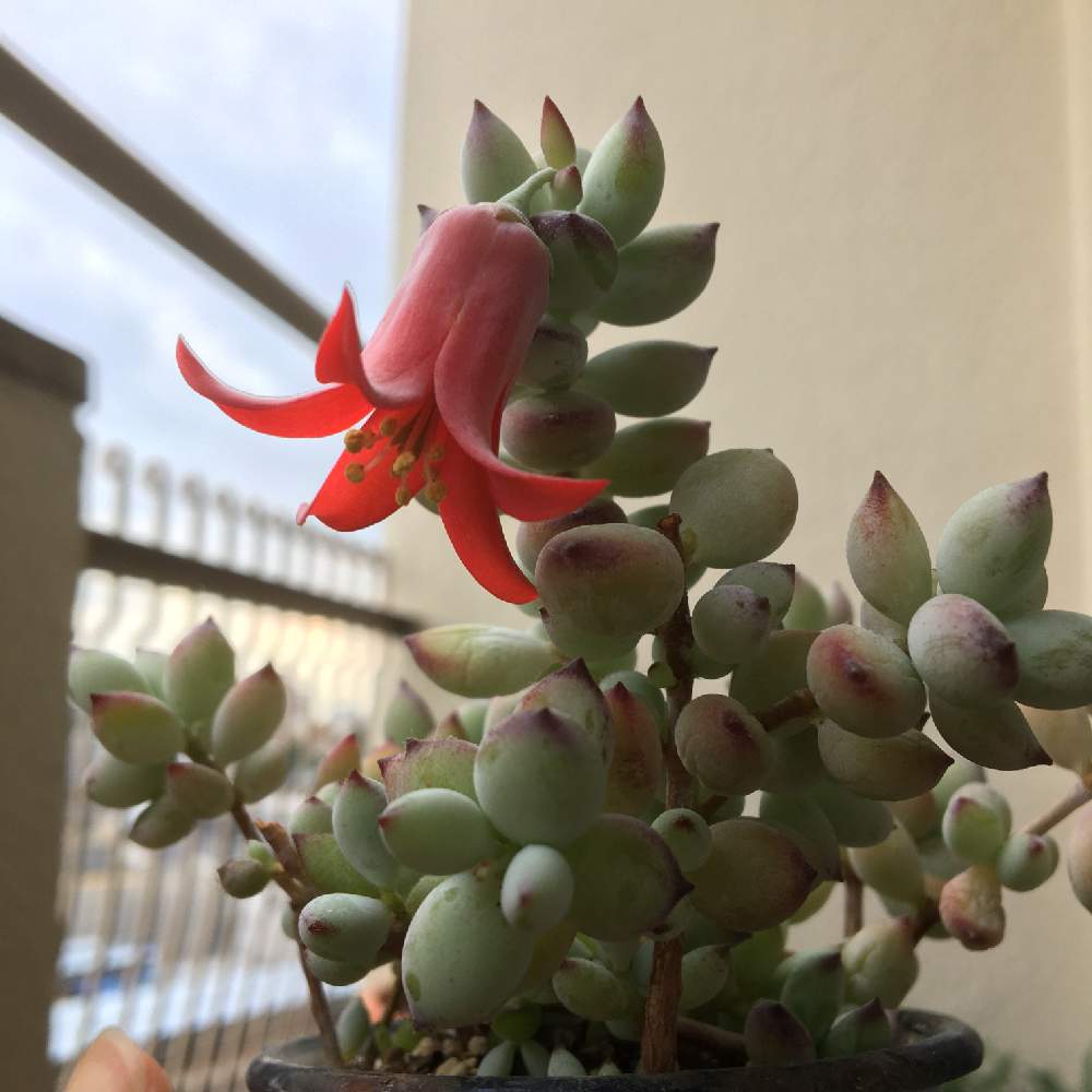 多肉植物の投稿画像 By あずこさん 多肉大好きとペンデンス とズボラガーデナー 月5月29日 Greensnap グリーンスナップ