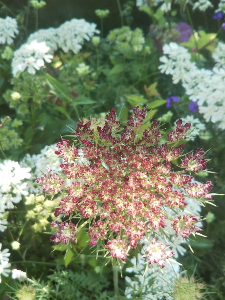 オルレアの投稿画像 By ピーチさん ブラックレースフラワーと花のある暮らし 月5月29日 Greensnap グリーンスナップ