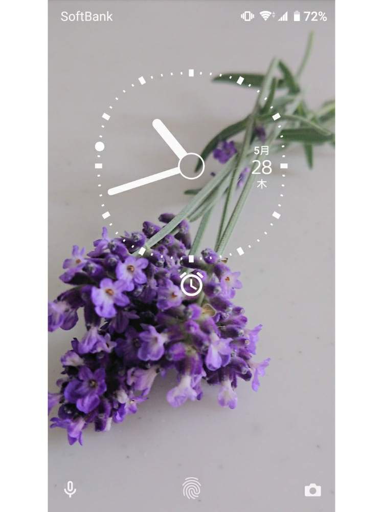 ラベンダーの投稿画像 By Blankaさん 可愛い花と壁紙祭りと壁紙祭り初夏とおうち園芸と花のある暮らしと紫の花 月5月29日 Greensnap グリーンスナップ
