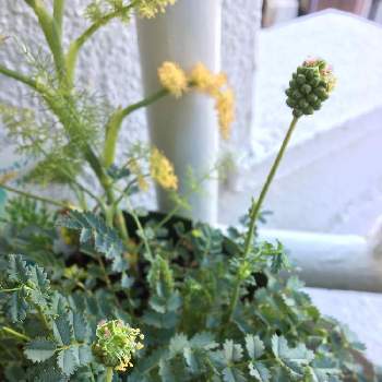 サラダバーネット の投稿画像一覧 Greensnap グリーンスナップ