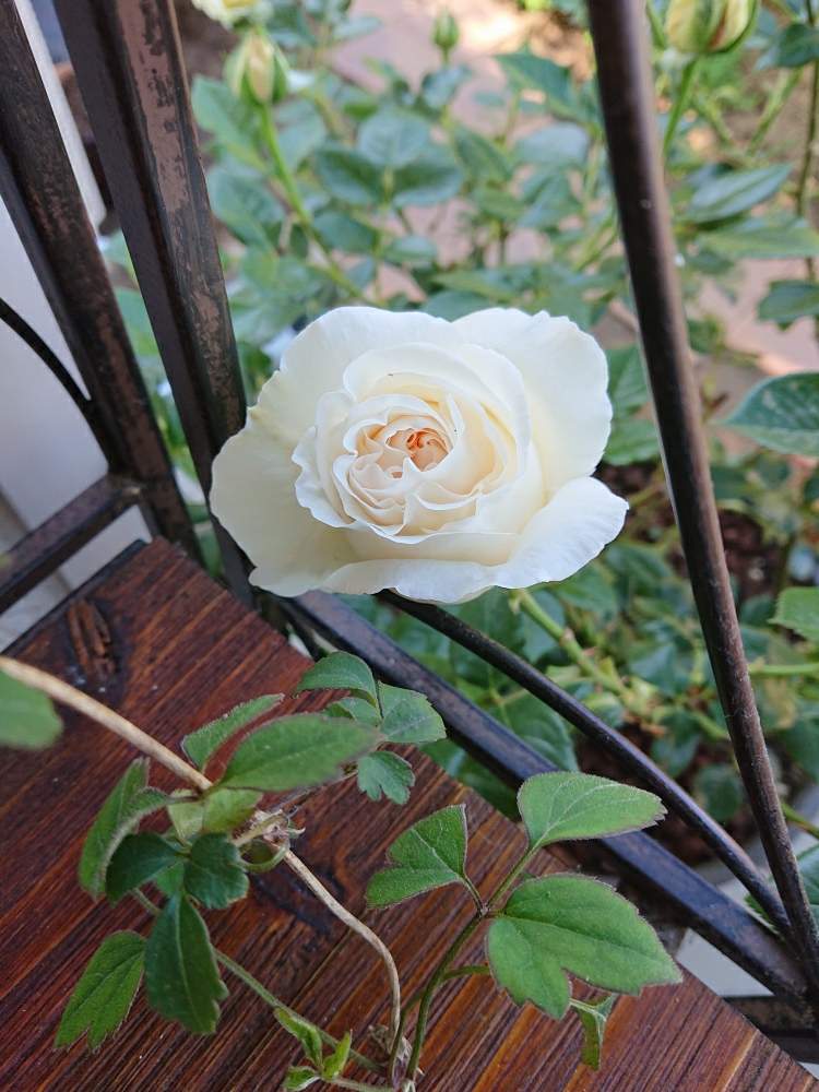 バラ エルヴィスの投稿画像 By かこさん ばら バラ 薔薇とおうち園芸とかわいいと白い花と白いバラとナチュラルとアイボリー とガーデニングとアプリコット色 月5月29日 Greensnap グリーンスナップ