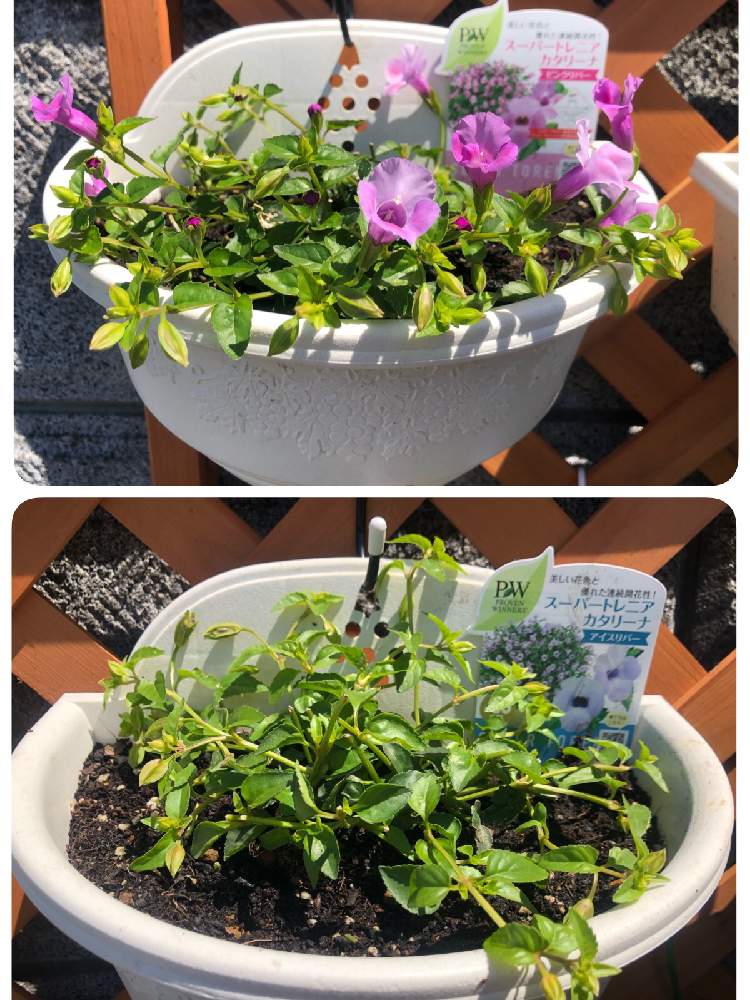 スーパートレニア カタリーナの投稿画像 By モカママさん スーパートレニア カタリーナ ピンクリバーとスーパートレニア カタリーナ アイスリバーとpwとgs3年生とお気に入り とおうち園芸と おうち園芸 フォトコンテストとgsに感謝 と多年草とガーデリンクとハクサン