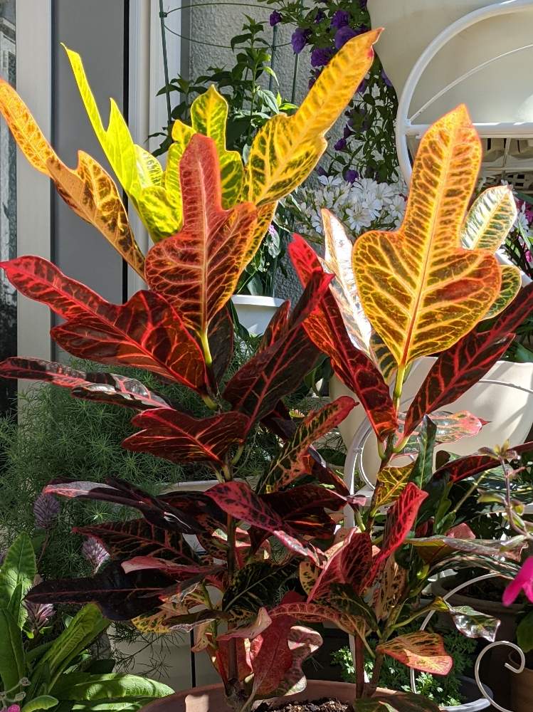 クロトンの投稿画像 By はちなつめさん クロトン エクセレントと花のある暮らしと沖縄の植物とお庭のお花と花のある暮らしと沖縄の植物とお庭のお花 月5月29日 Greensnap グリーンスナップ Greensnap グリーンスナップ