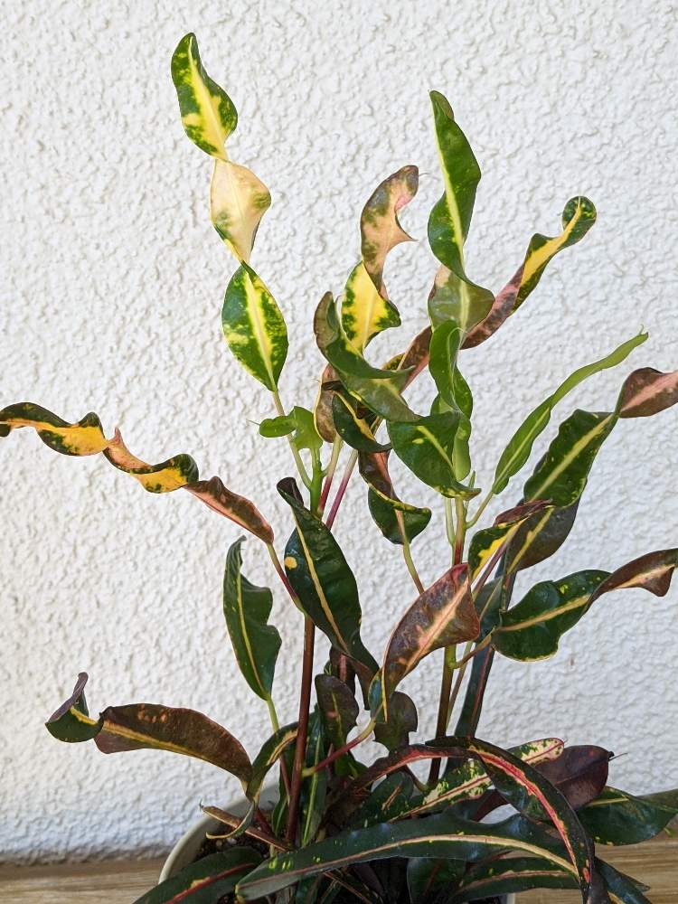 クロトンの投稿画像 By はちなつめさん クロトン キラセンと沖縄の植物とお庭のお花と沖縄の植物とお庭のお花 月5月29日 Greensnap グリーンスナップ Greensnap グリーンスナップ