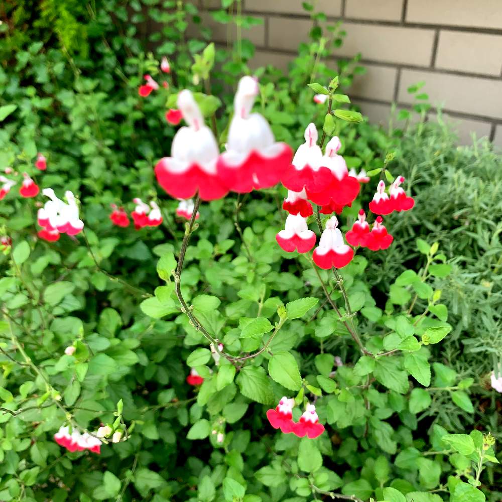 チェリーセージ ホットリップスの投稿画像 By スマイルさん 道端の草花と名前を教えてくださいと赤い花とお花とかわいいな とお花好きと草花大好き 月5月29日 Greensnap グリーンスナップ