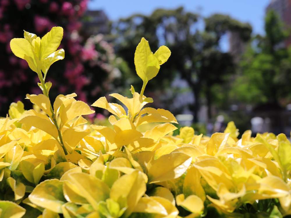 オウゴンマサキ 黄金マサキ の投稿画像 By みちさん 散歩道と花のある暮らしと花と緑のある暮らし 月5月29日 Greensnap グリーンスナップ