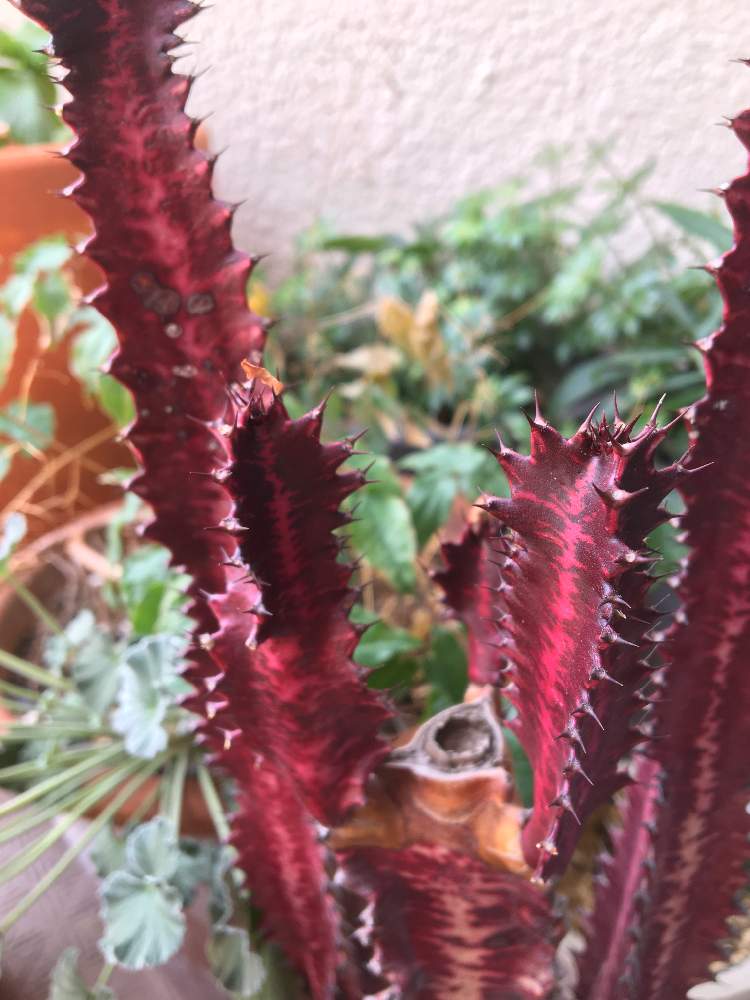 紅彩雲閣の投稿画像 By あずこさん ズボラガーデナーと紅彩雲閣 とユーフォルビア属 紅彩雲閣 月5月29日 Greensnap グリーンスナップ