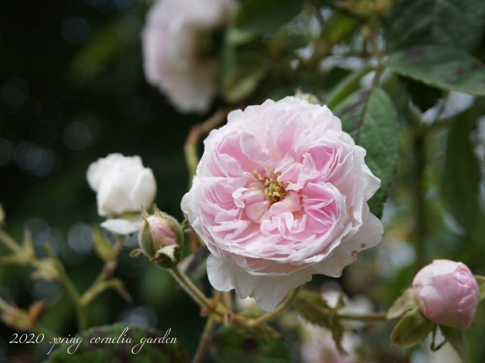 バラ ローラダボーの投稿画像 By コーネリアさん バラと暮らすと植中毒と花のある暮らしとかわいいな とバラ愛同盟といい香り 月5月29日 Greensnap グリーンスナップ