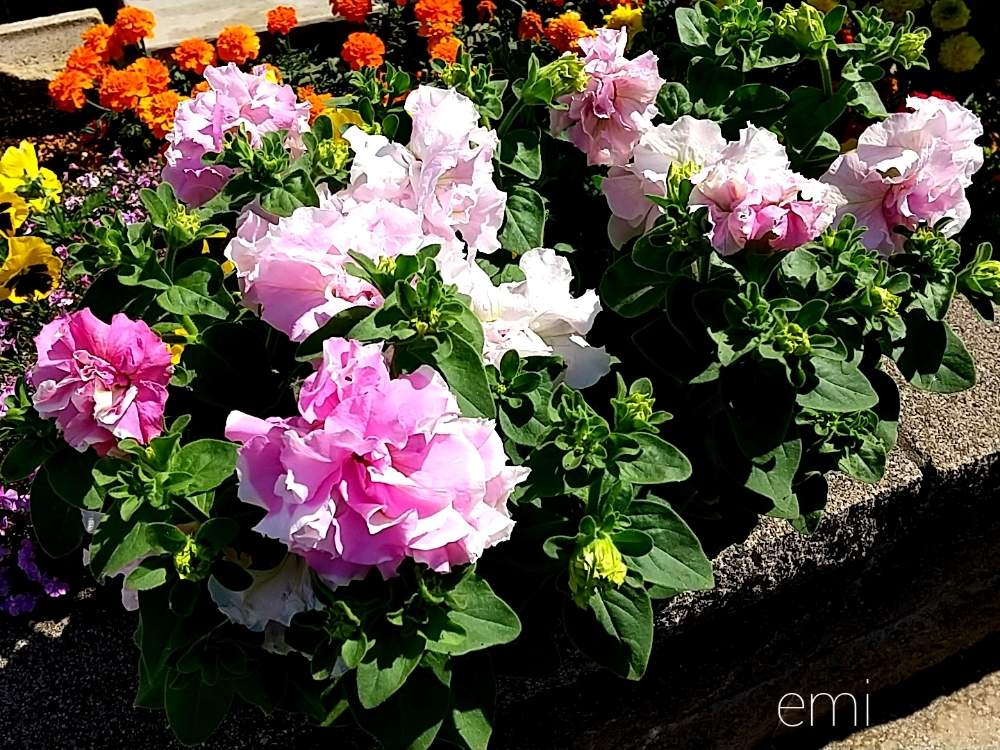 八重咲きペチュニア オーキッドミストの投稿画像 By Emiさん たねからの幸せとペチュニア とおうち園芸と八重咲きペチュニア とペチュニア と ペチュニア と花のある暮らし 月5月29日 Greensnap グリーンスナップ