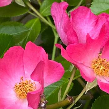 薔薇 バレリーナの投稿画像一覧 Greensnap グリーンスナップ