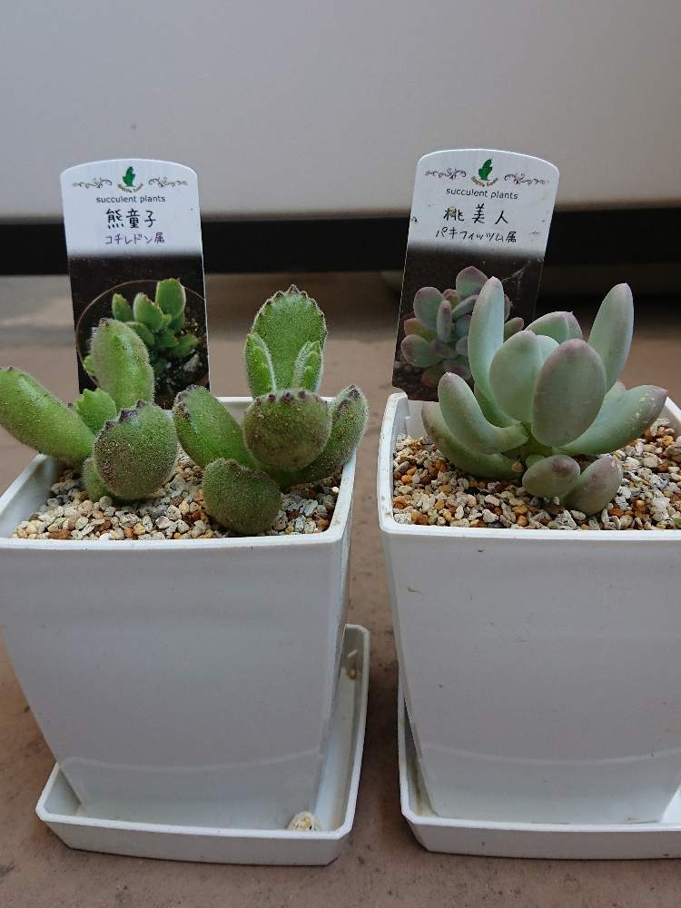 コチレドン 熊童子の投稿画像 By もだまるさん 熊童子と桃美人とパキフィツム 桃美人と一人暮らしとおうち園芸と多肉植物と多肉多肉多肉 月5月29日 Greensnap グリーンスナップ