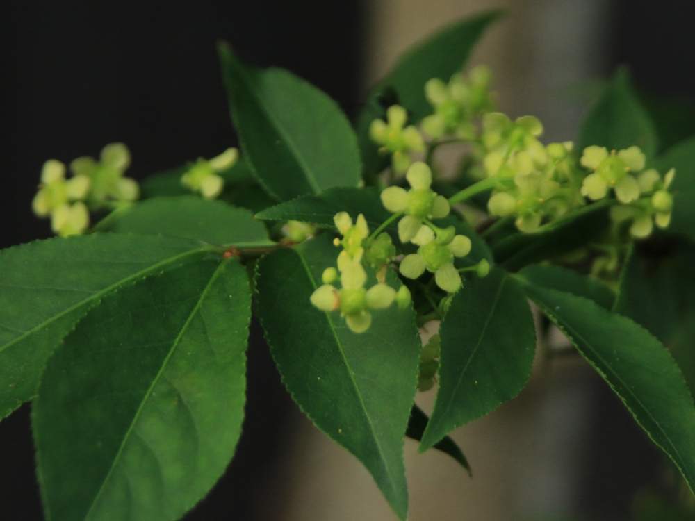 錦木の花の投稿画像 By Mika1217さん ガーデニング 月5月29日 Greensnap グリーンスナップ