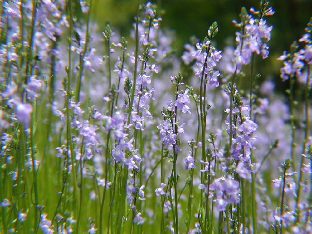 マツバウンランの投稿画像 By Hiroshiさん 春のお花と山野草と紫色の花と雑草と花のある暮らし 月5月 29日 Greensnap グリーンスナップ