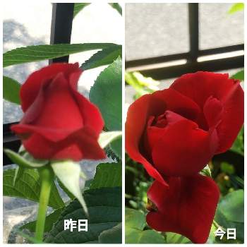 真っ赤の薔薇の画像 by メリーさん | 小さな庭とおうち園芸と真っ赤の薔薇と小さい花壇と花のある暮らしと狭い花壇と地植え
