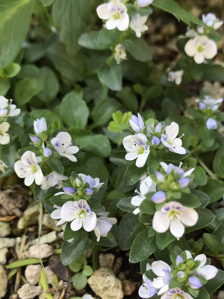 ベロニカ レペンスの投稿画像 By のえるママさん 山野草とin札幌と可愛い とおぉ とin北海道と白い花と小さな花 とかわいいな とiphone撮影と小さな庭と山野草とin札幌と可愛い とおぉ とin北海道と白い花と小さな花とかわいいな とiphone撮影 月5月