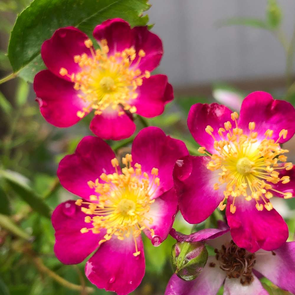 パルフェタムールの投稿画像 By Makiさん ばら バラ 薔薇と薔薇愛同盟とおうち園芸とwarner S Rosesと庭の植物と植中毒と おうち園芸 フォトコンテストと花のある暮らしと薔薇 とバラ ミニバラ 月5月29日 Greensnap グリーンスナップ