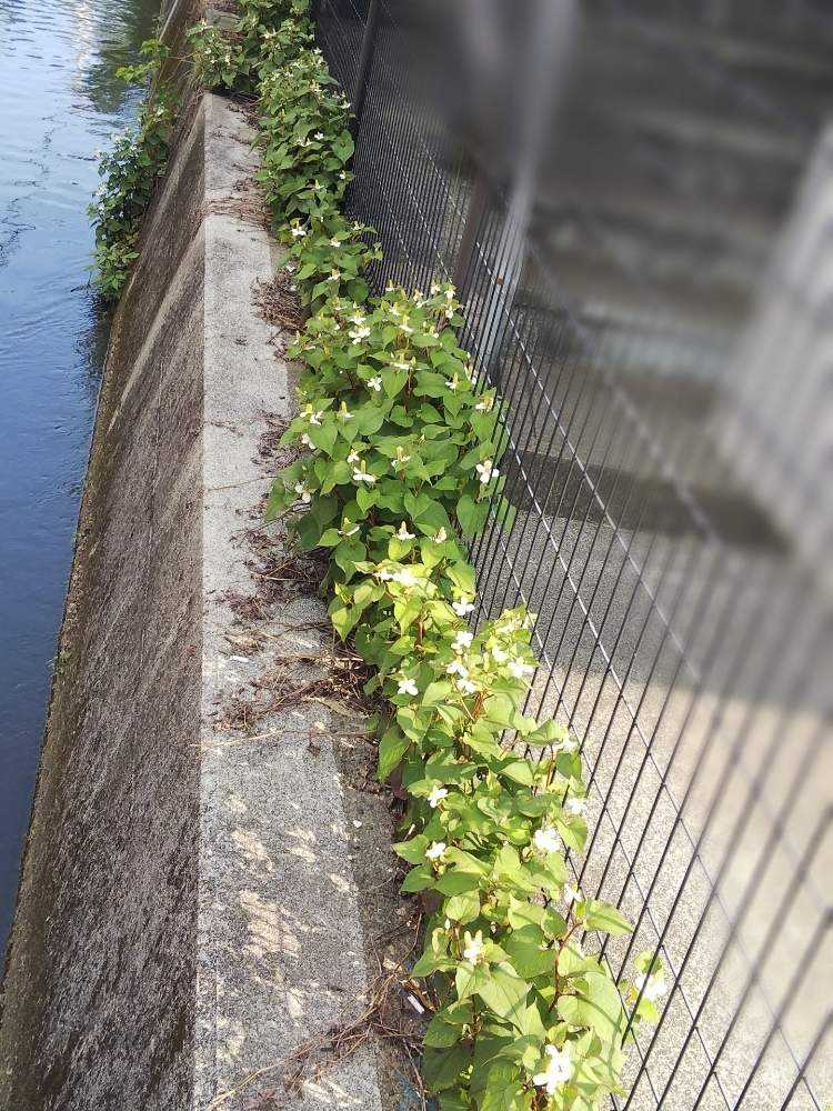 害虫忌避·活力剤】簡単に作れて効果ばつぐん（たぶんw）の地獄スプレー