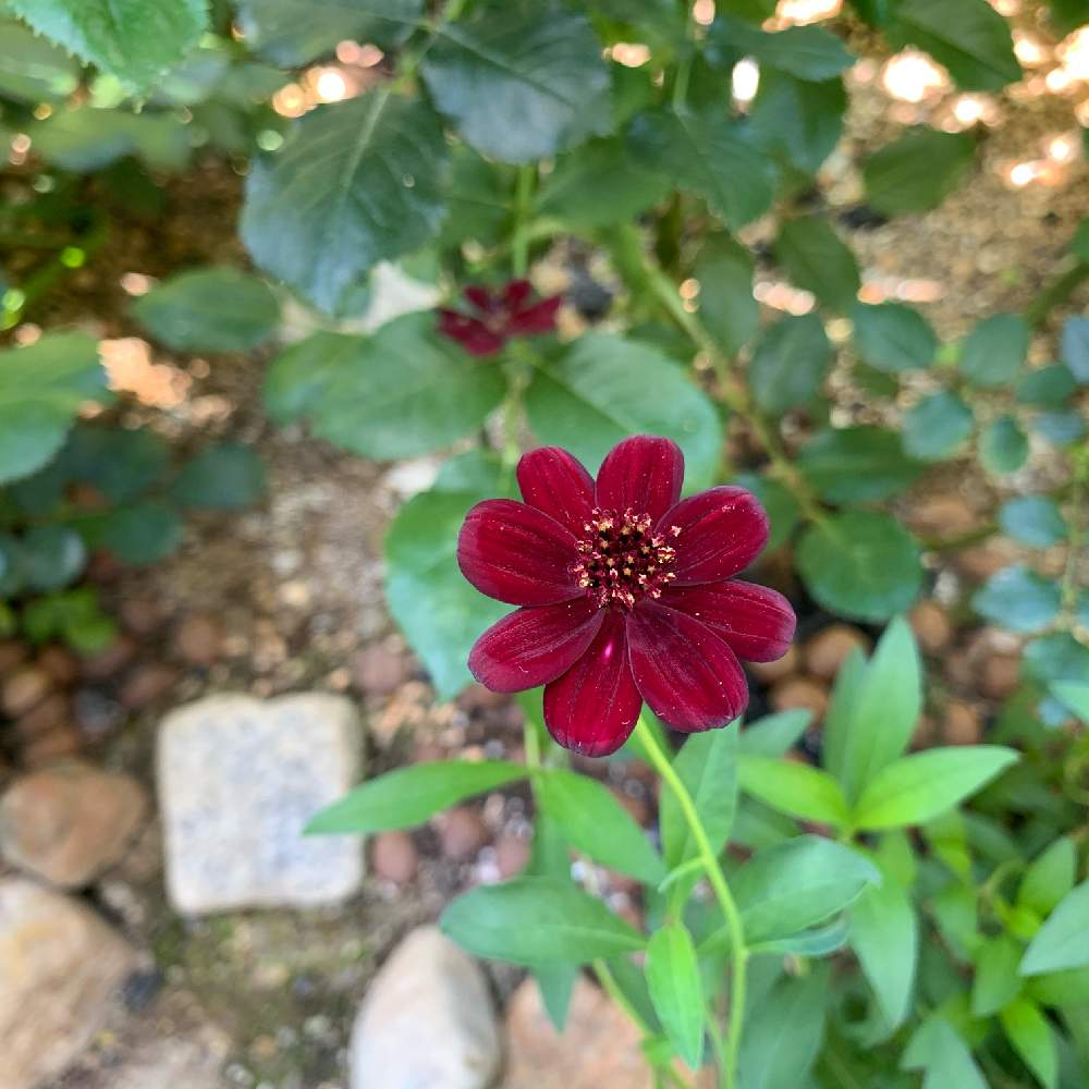 チョコレートコスモスの投稿画像 By Paseriにゃおさん チョコレート色とチョコレートコスモス とチョコレート 色の花とおうち園芸と植中毒と今日のお花と花のある日常と小さなお庭とチョコレートコスモス と地植えと咲いた 月5月29日 Greensnap グリーン