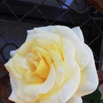 薔薇　エリナの画像 by こよー2ndさん | 玄関と薔薇　エリナとおうち園芸とおうちde菜園
