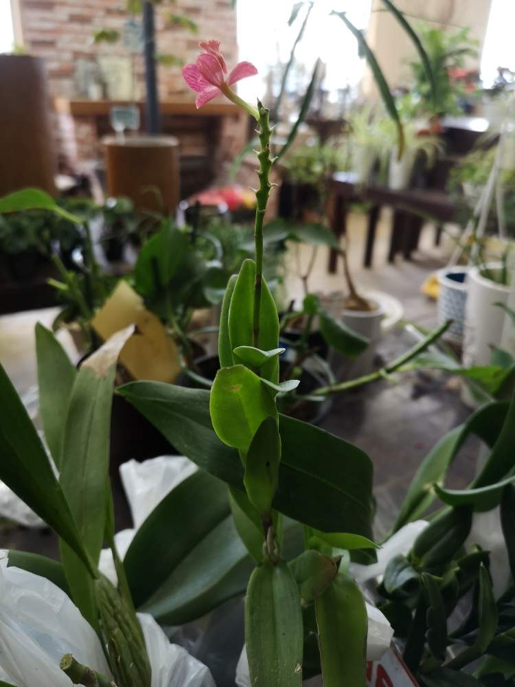 ミラmiraさんの投稿画像 月5月29日 Greensnap グリーンスナップ