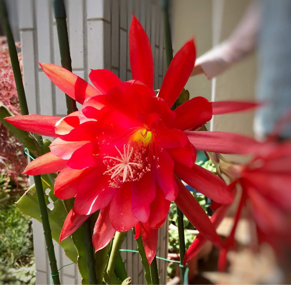 クジャクサボテンの投稿画像 By はなさん 赤い花とガーデニングと花のある暮らしとおうち園芸 2020月5月29日 Greensnap グリーンスナップ