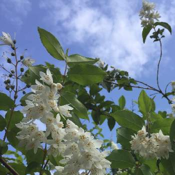 五月の花の画像 by サッチンさん | ヒメウツギと白い花とウォーキング中と五月の花と姫空木(ヒメウツギ)