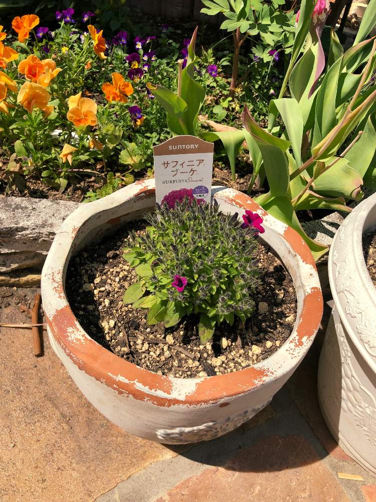 サフィニア ブーケの投稿画像 By ルーンさん サフィニア とサントリー フラワーズとおうち園芸と趣味の園芸 とガーデニングフェスフォトコンとペチュニア と花のある暮らし 月5月29日 Greensnap グリーンスナップ