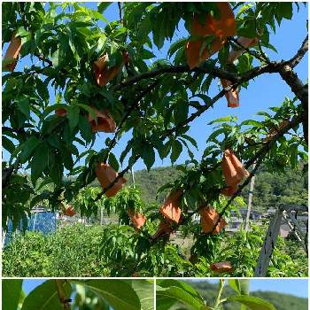 桃の木の投稿画像一覧 Greensnap グリーンスナップ