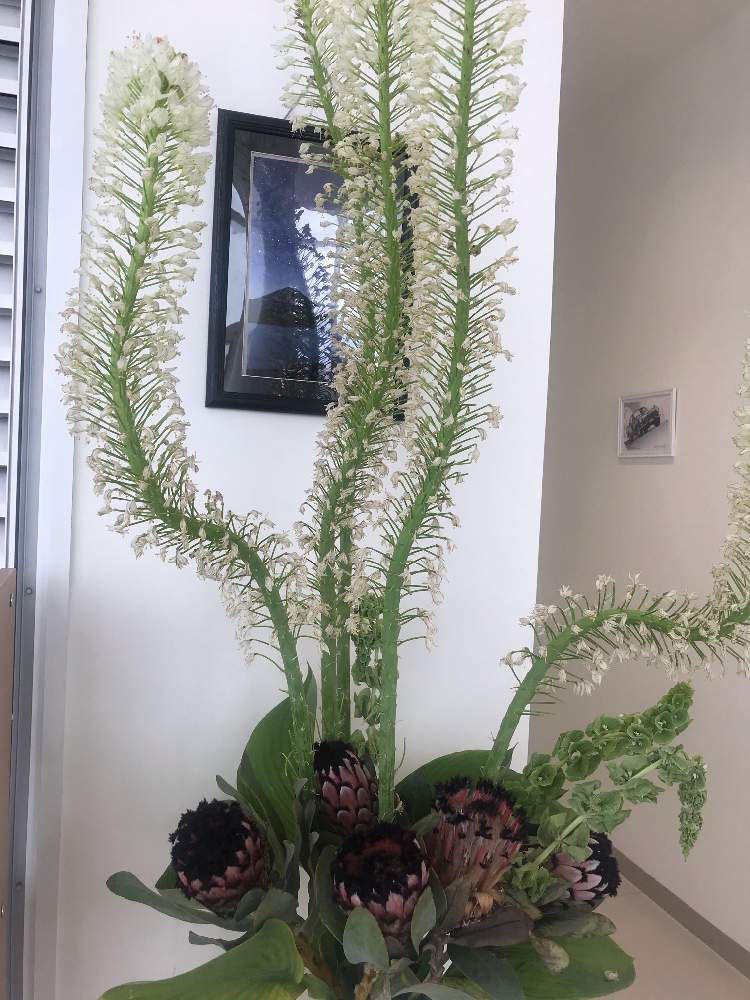 モルセラの投稿画像 By のいまいさん プロテアとエルムレスとお出かけ先 月5月29日 Greensnap グリーンスナップ Greensnap グリーンスナップ