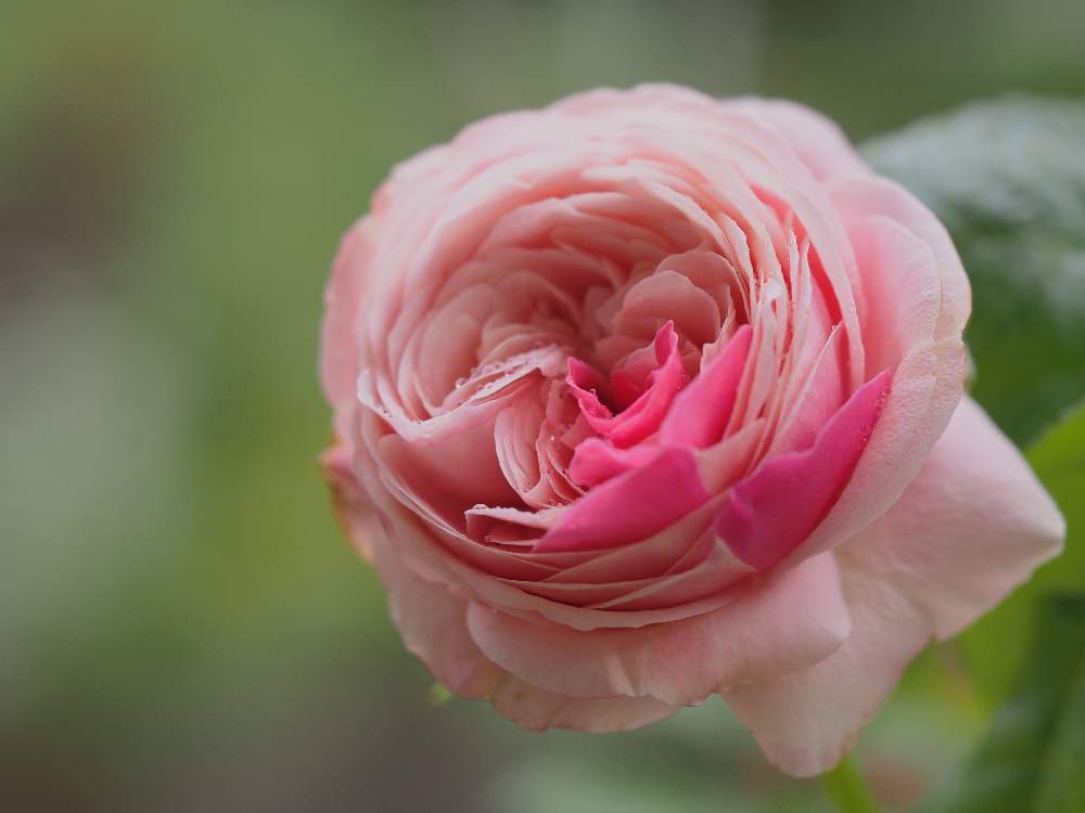 バラの投稿画像 By Chippiさん バラ たまきとバラのある暮らしと花の15年組とおうち園芸とガーデニングと花のある暮らし 月5月29日 Greensnap グリーンスナップ