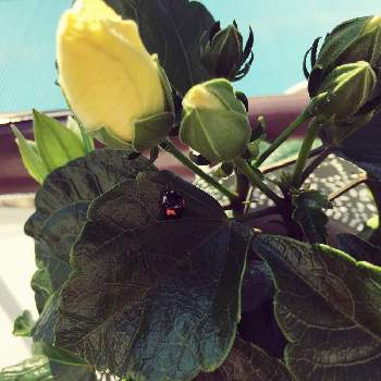 ハイビスカス ロングライフの投稿画像一覧 Greensnap グリーンスナップ