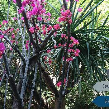 代々木ビレッジの投稿画像一覧 Greensnap グリーンスナップ