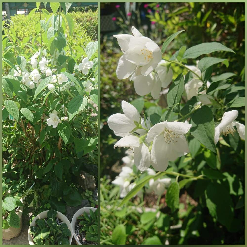 バイカウツギの投稿画像 By モカロンさん 花が咲いたと癒しとマイコレクションとおうち園芸と緑のある暮らしと鉢植えと花のある暮らしと白い花 月5月29日 Greensnap グリーンスナップ