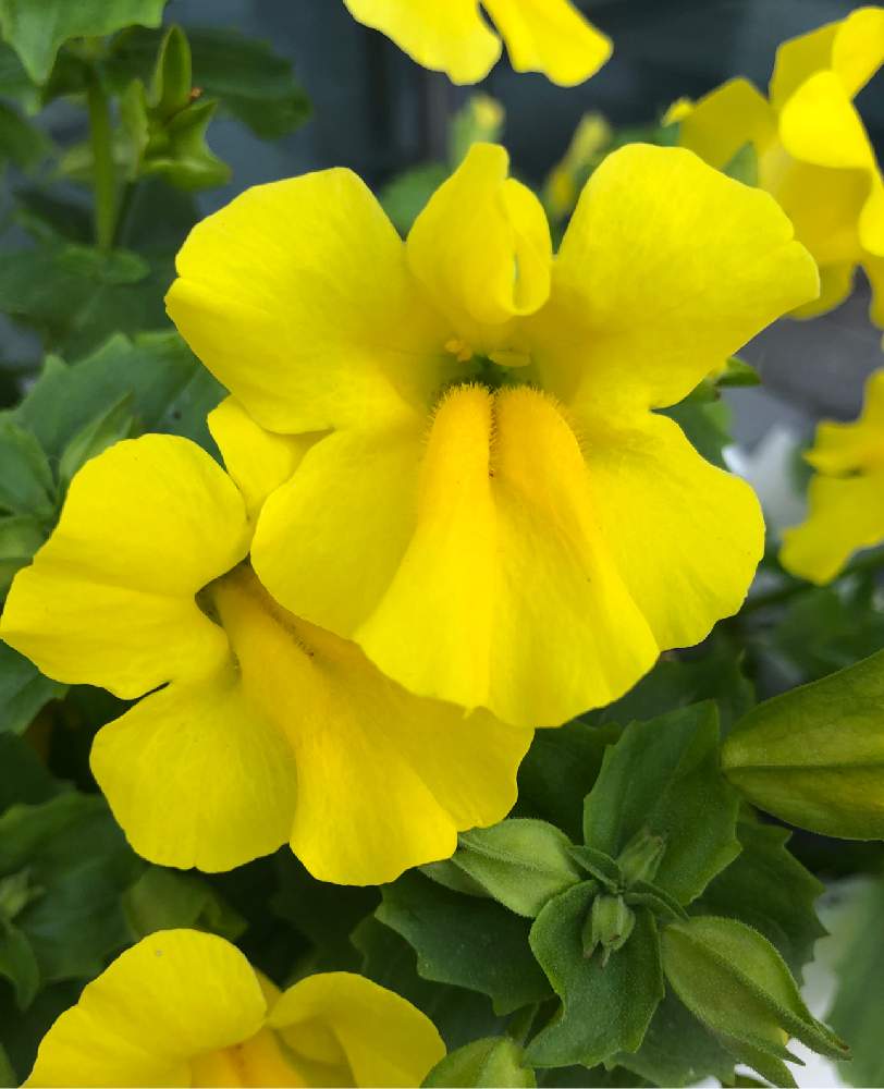 ミムラスの投稿画像 By はるさん 月5月29日 Greensnap グリーンスナップ