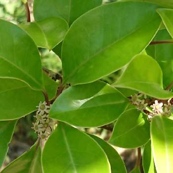 クロガネモチの花 の投稿画像一覧 Greensnap グリーンスナップ