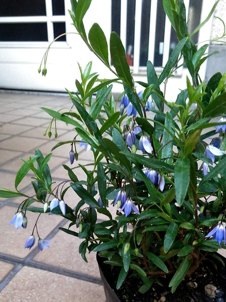 オーストラリアンブルーベルの投稿画像 By ミミさん 青い花と慢性植中毒とお花のある生活と園芸植物とかわいい花 月5月29日 Greensnap グリーンスナップ