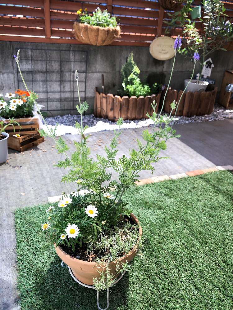 シバザクラの投稿画像 By もりすけさん マーガレットとレースラベンダーとおうち園芸とガーデニングフェスフォトコンとガーデニングと花のある暮らしと 賃貸ガーデニング 月5月29日 Greensnap グリーンスナップ