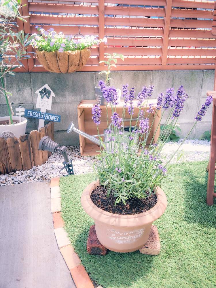 イングリッシュラベンダーの投稿画像 By もりすけさん たくさん咲いてると庭に彩りをと涼しげとたくさん とおうちdeハーブとおうち園芸とガーデニング と新入りさんと花のある暮らしと癒やしを と賃貸ガーデニング 月5月29日 Greensnap グリーンスナップ