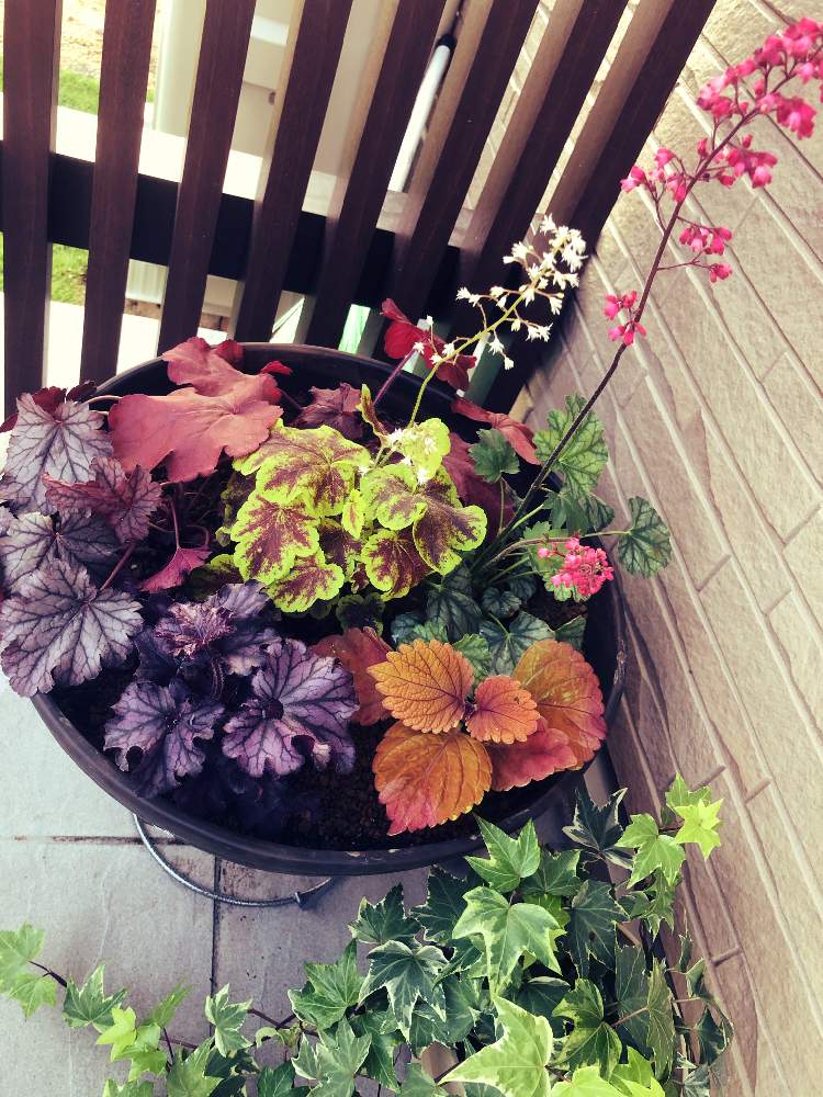 ヒューケラの投稿画像 By みきこさん 寄せ植えと玄関と栄養系コリウス と寄せ植えと栄養系コリウス 月5月29日 Greensnap グリーンスナップ Greensnap グリーンスナップ