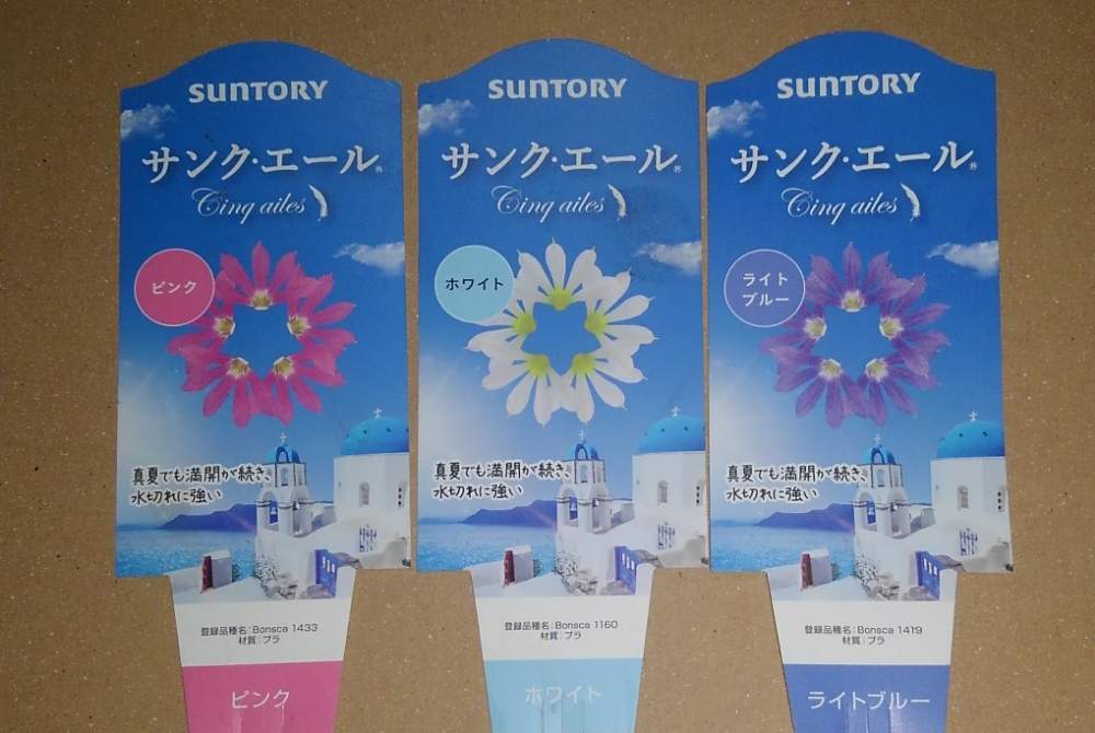 7 10更新 サンク エールの栽培記録 Greensnap グリーンスナップ